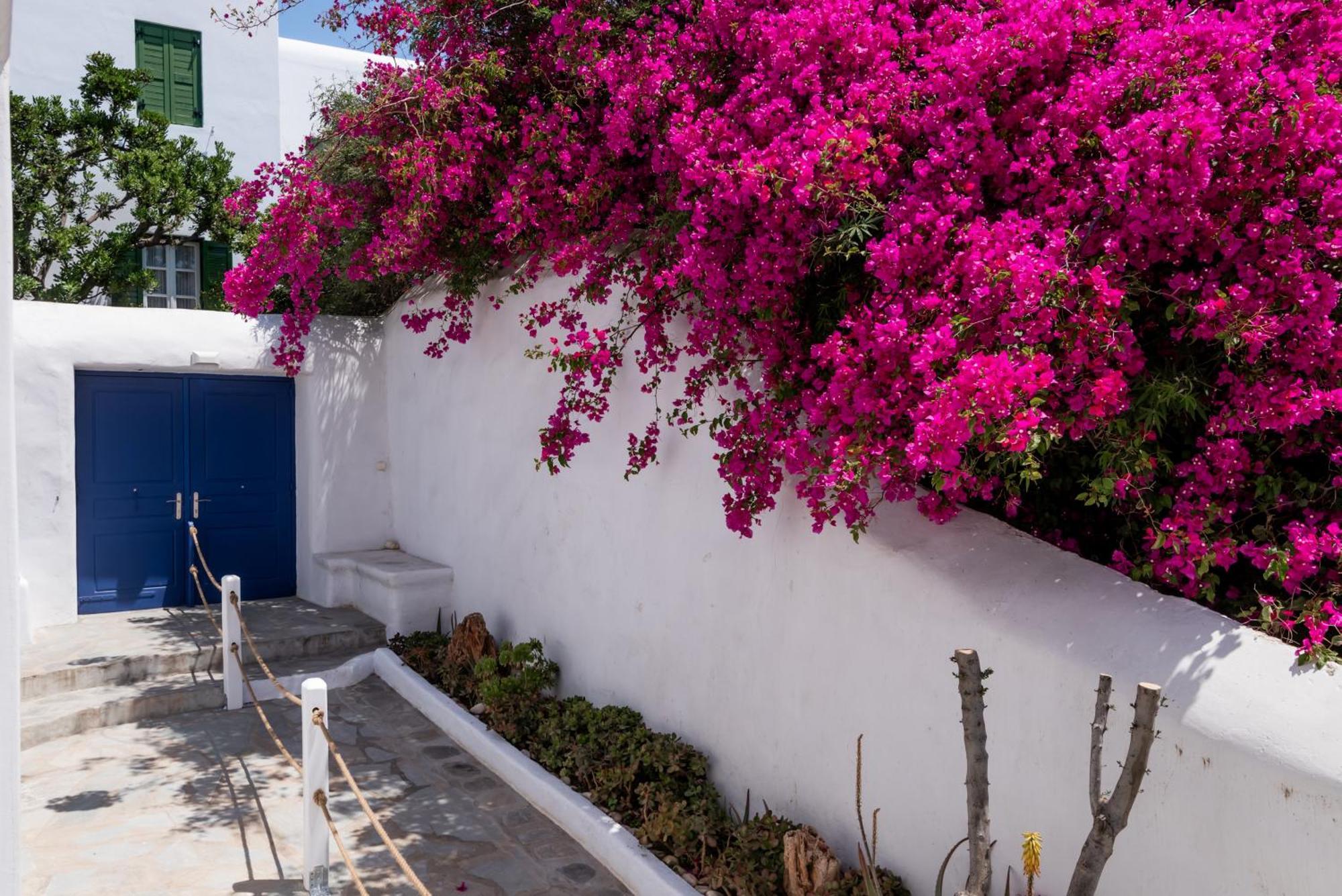 Olive Tree & Capari Mykonos Town Homes & Apartments With Pool! Dış mekan fotoğraf